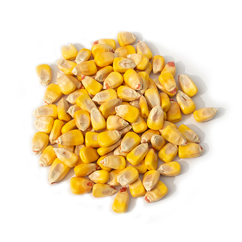 Corn, Yellow Dent - 5 lb   