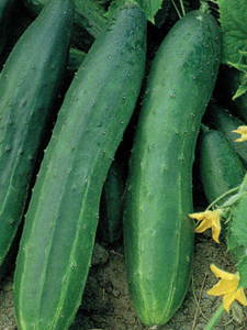 Cucumber, Spacemaster 80 - 1 oz  