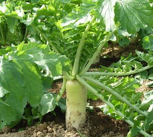 Daikon Tillage Radish - 50 lb   