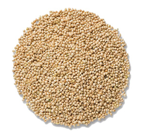 Millet White Proso - 50 lb   