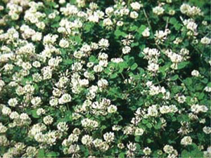 Clover, Ball - 25 lb   