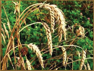Big Mac Oats - 50 lb