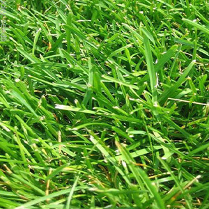 Common Bermudagrass, Unhulled - 50 lb  